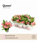 Euphorbia