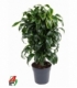 Dracaena
