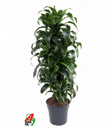 Dracaena