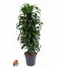 Dracaena