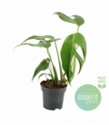 Monstera