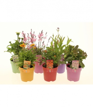 perennials