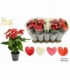 Anthurium