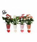 Anthurium