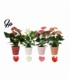 Anthurium