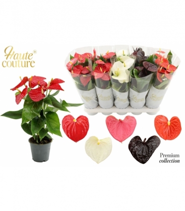 Anthurium