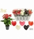 Anthurium