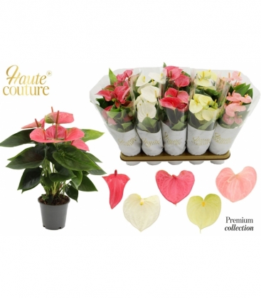 Anthurium