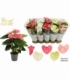 Anthurium