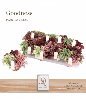 Hypoestes