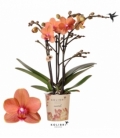 Phalaenopsis