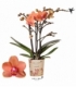 Phalaenopsis