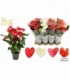 Anthurium