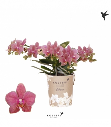 Phalaenopsis