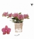 Phalaenopsis