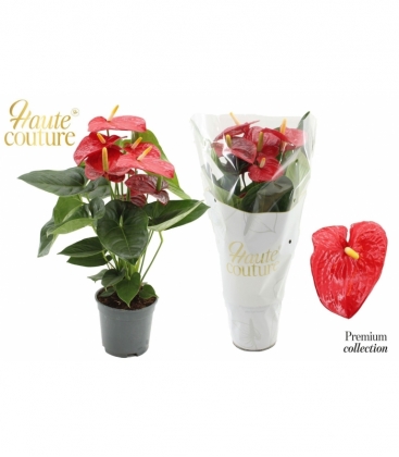 Anthurium