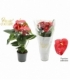 Anthurium