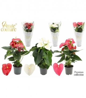 Anthurium