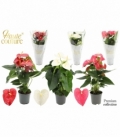 Anthurium