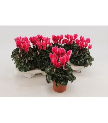 Cyclamen
