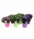 Aster