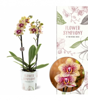 Phalaenopsis