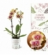 Phalaenopsis