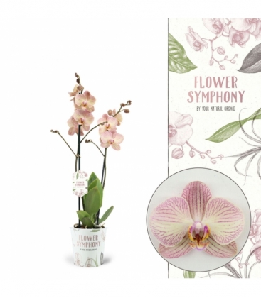 Phalaenopsis