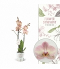 Phalaenopsis