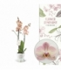 Phalaenopsis
