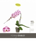 Phalaenopsis