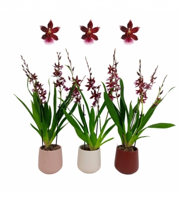 OrchideeÃ«n