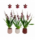OrchideeÃ«n