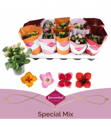 Kalanchoe