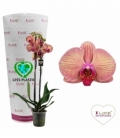 Phalaenopsis