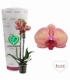 Phalaenopsis