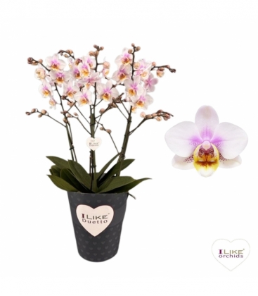Phalaenopsis