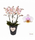 Phalaenopsis