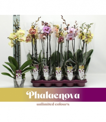 Phalaenopsis