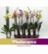 Phalaenopsis