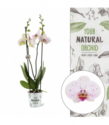Phalaenopsis
