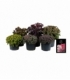 Sedum