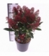 Skimmia