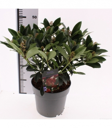 Skimmia
