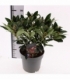 Skimmia