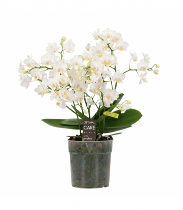 Phalaenopsis