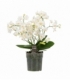 Phalaenopsis