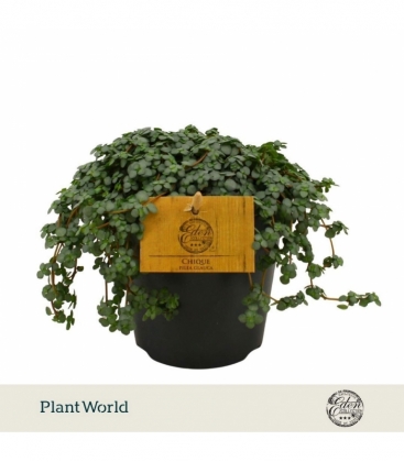 Pilea
