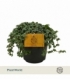 Pilea