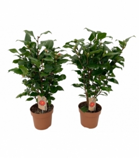 Camellia
